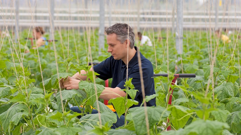 Glastuinbouw 09 (2) Glastuinbouw 09 (2)