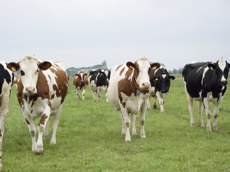 Koeien-Klever-15-1030×687 (2) Koeien-Klever-15-1030x687 (2)