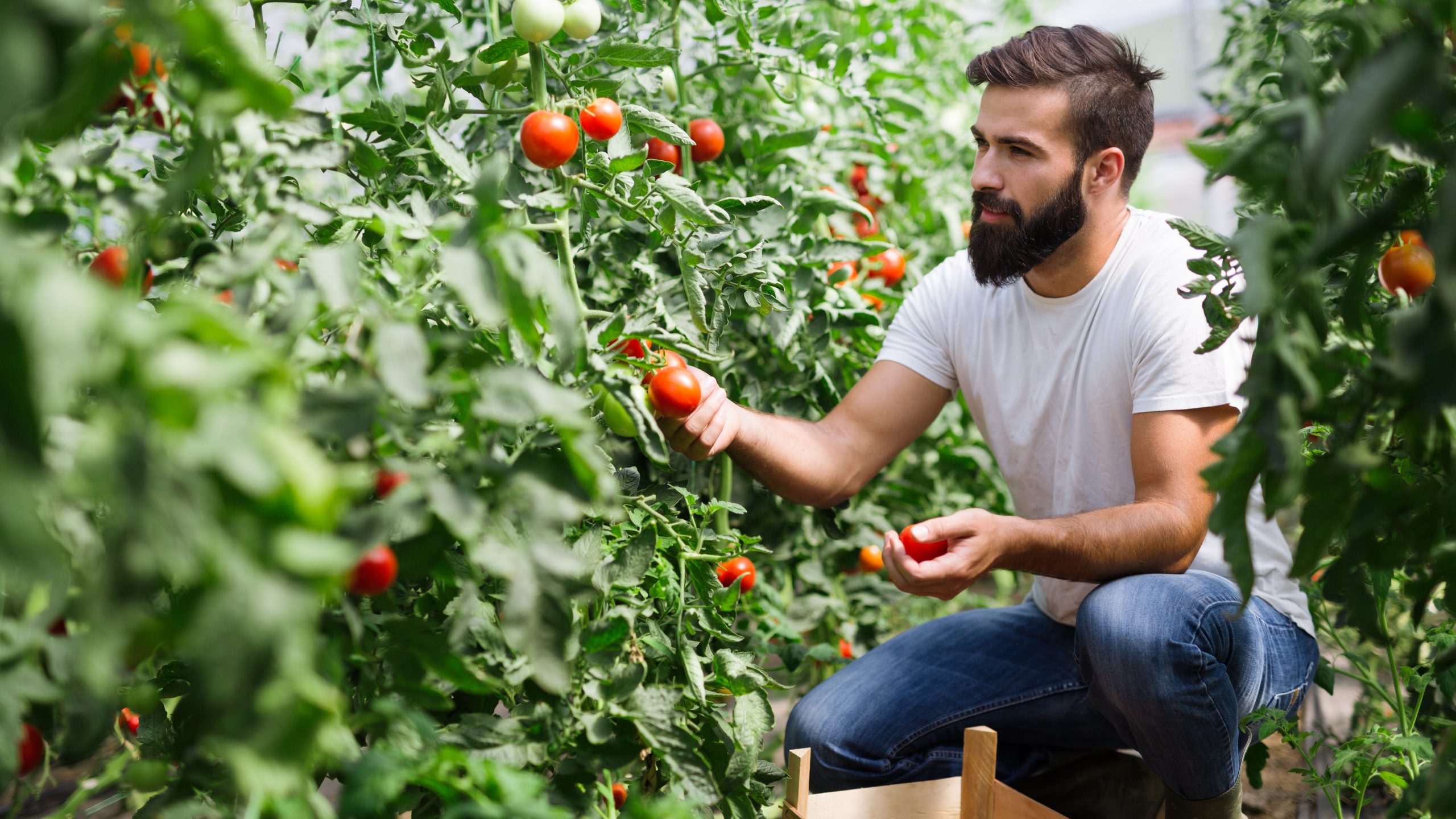 FoodUp beeld tomaten informail FoodUp beeld tomaten informail