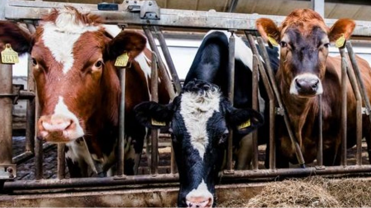 Afbeelding Webinar brandveiligheid - Informail