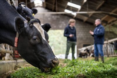 Siebe van de Crommert (Siebe`s Kaas) Nederland, Erp, Het gaat om fotografie ter ondersteuning van een artikel over het coachingstraject dat melkveehouder Siebe volgt om zijn bedrijf natuurinclusief te maken. Hij wordt hierin gecoached door Gerard Willems die hem helpt om een businessplan met verdienmodel op te stellen om zijn bedrijf om te schakelen naar natuur landbouw.
Graag zie ik daarbij beelden van de 2 mannen die (vooral buiten) al lopend, overleggend en wijzend over het bedrijf lopen, bij de dieren, de winkel, het terrein. Bij voorkeur ook wat natuurelementen in beeld brengen als die aanwezig zijn, bijv natuur-akkerranden. Mss ook nog een paar beelden aan de boeren keukentafel.