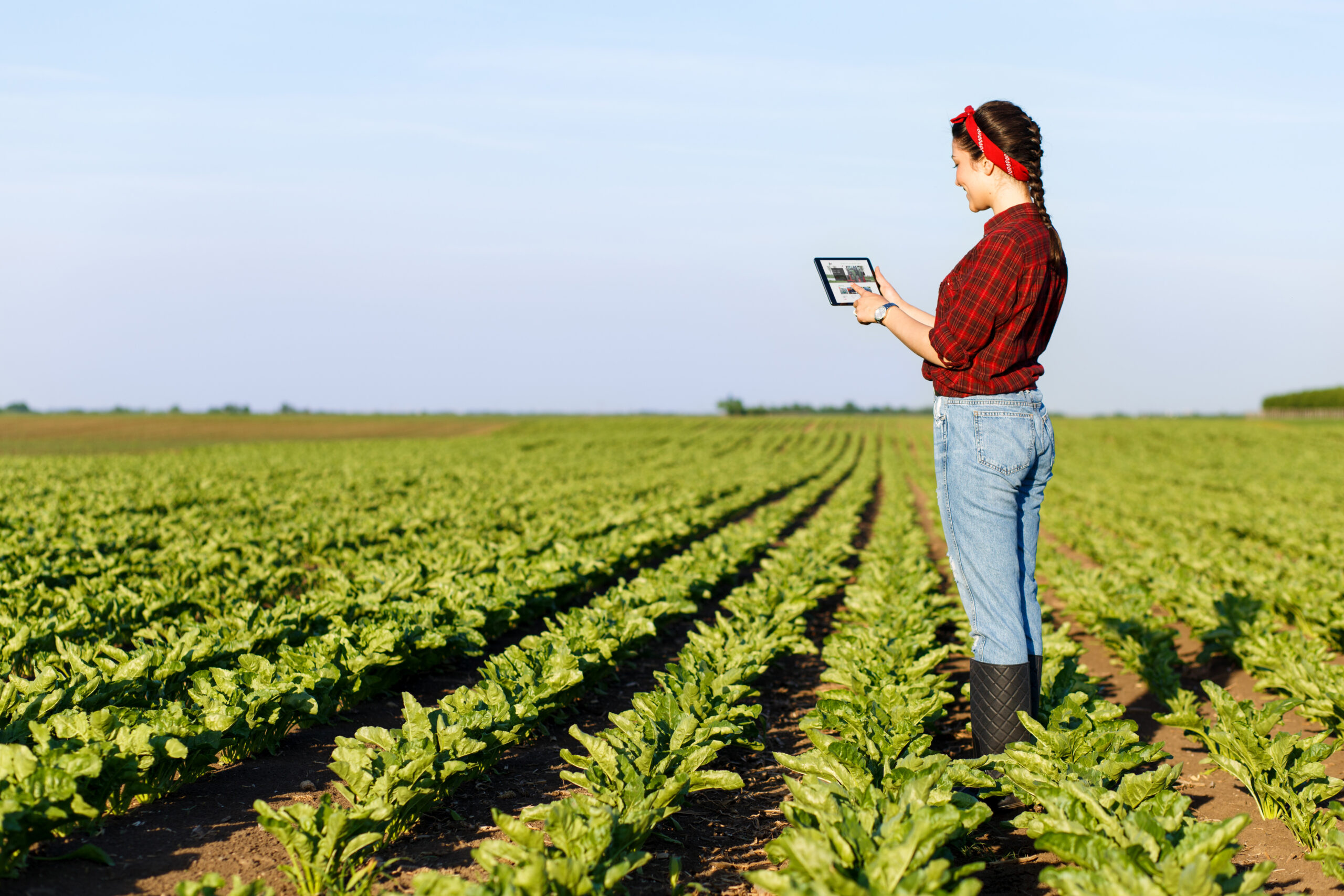 Female farmer standing in a field with tablet and examining crop. Female farmer standing in a field with tablet and examining crop.