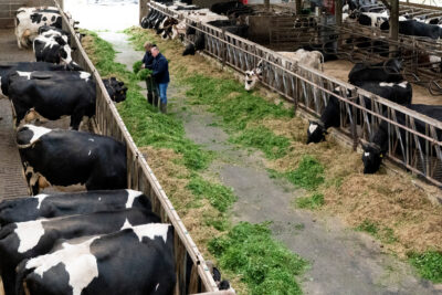 Siebe van de Crommert (Siebe`s Kaas) Nederland, Erp, Het gaat om fotografie ter ondersteuning van een artikel over het coachingstraject dat melkveehouder Siebe volgt om zijn bedrijf natuurinclusief te maken. Hij wordt hierin gecoached door Gerard Willems die hem helpt om een businessplan met verdienmodel op te stellen om zijn bedrijf om te schakelen naar natuur landbouw.
Graag zie ik daarbij beelden van de 2 mannen die (vooral buiten) al lopend, overleggend en wijzend over het bedrijf lopen, bij de dieren, de winkel, het terrein. Bij voorkeur ook wat natuurelementen in beeld brengen als die aanwezig zijn, bijv natuur-akkerranden. Mss ook nog een paar beelden aan de boeren keukentafel.