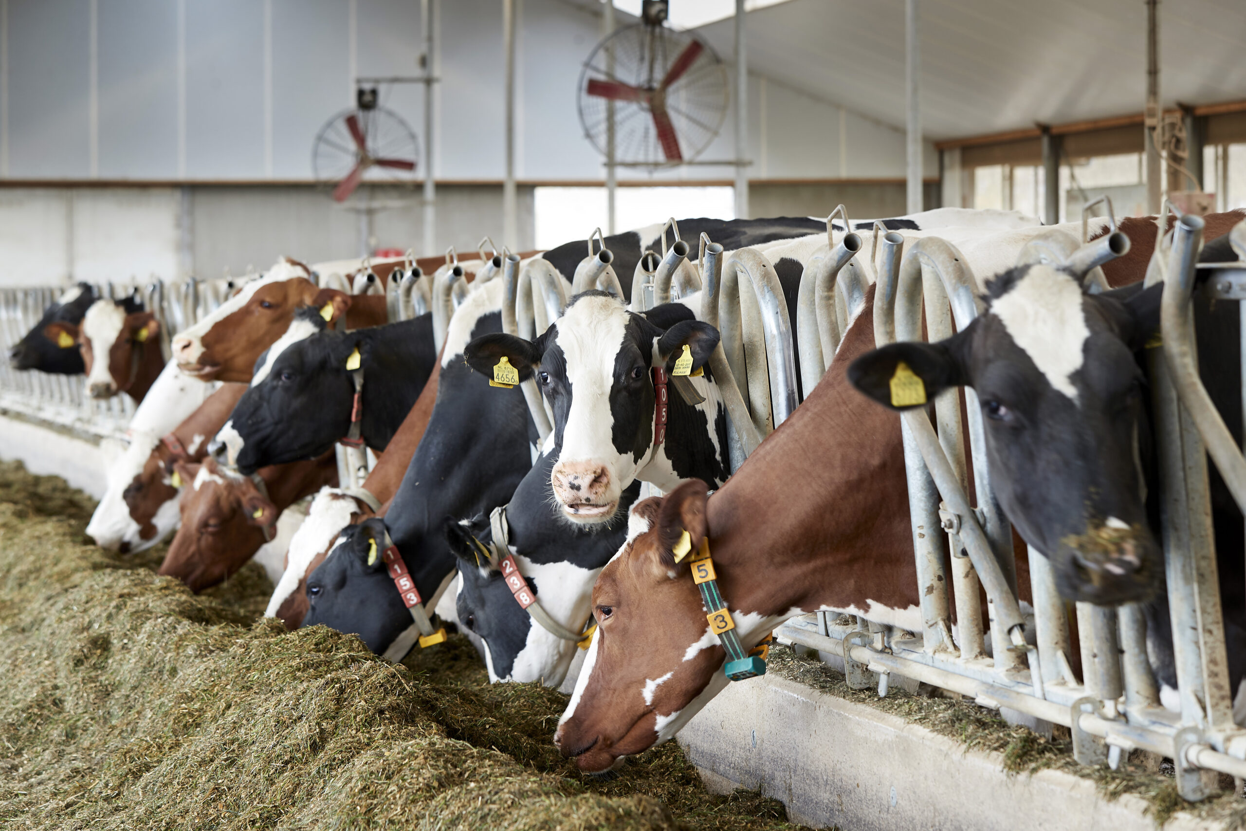 Meadowfloor BEERS De broers Ivo en Jens Hermanussen uit Beers hebben gekozen voor de Meadowfloor voor hun in 2015 gebouwde stal. Bij de Meadowfloor wordt de ligboxenstal uitgerust met een roostervloer, die is voorzien van rubberen matten en composietblokjes. De rubberen mat volgt het profiel van een traditioneel rooster.
Foto : Wim Hollemans
