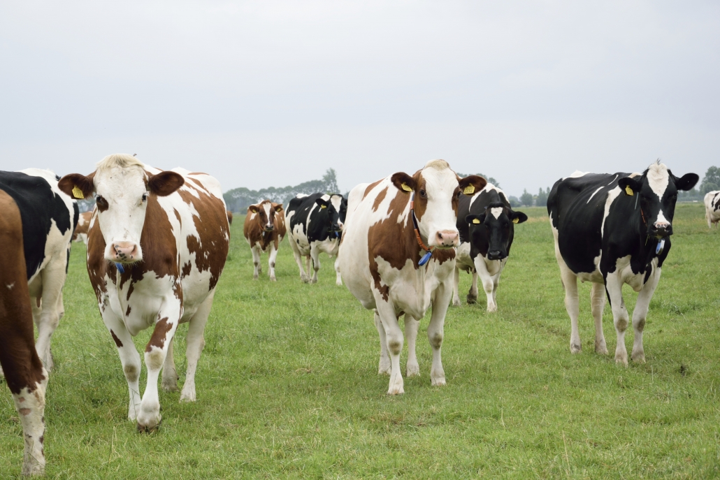 Koeien-Klever-15-1030x687