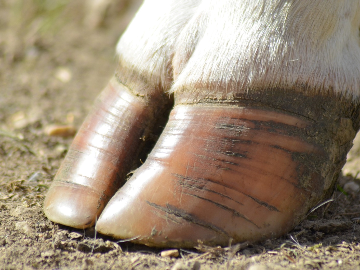 Foto Klauwbekapcursus