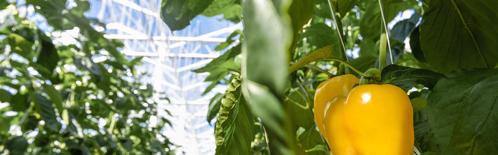 Square Crops Square Crops