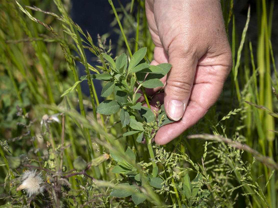 Akkerbouw -4-3 Akkerbouw -4-3