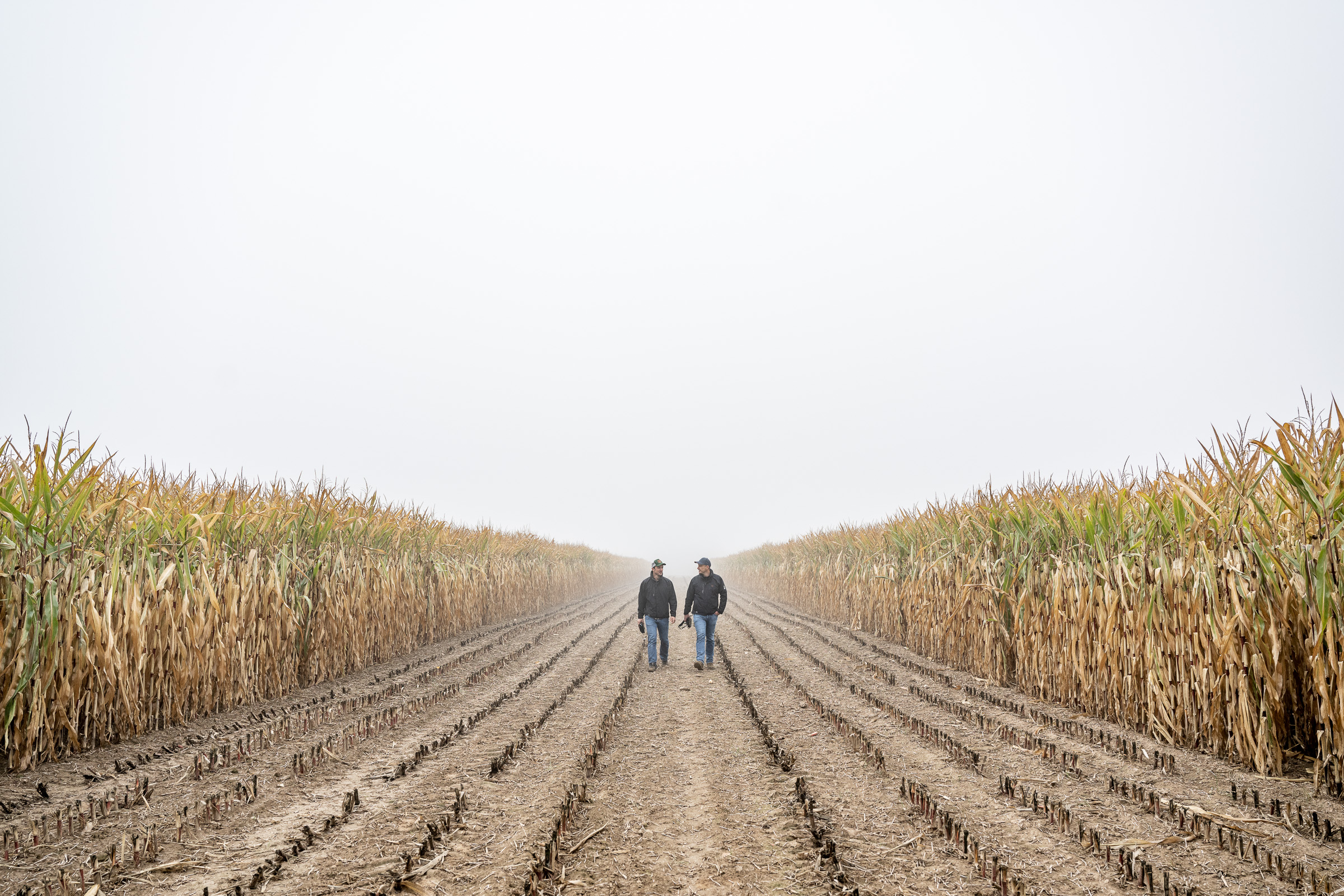 kws_low_input_varieties_title kws_low_input_varieties_title