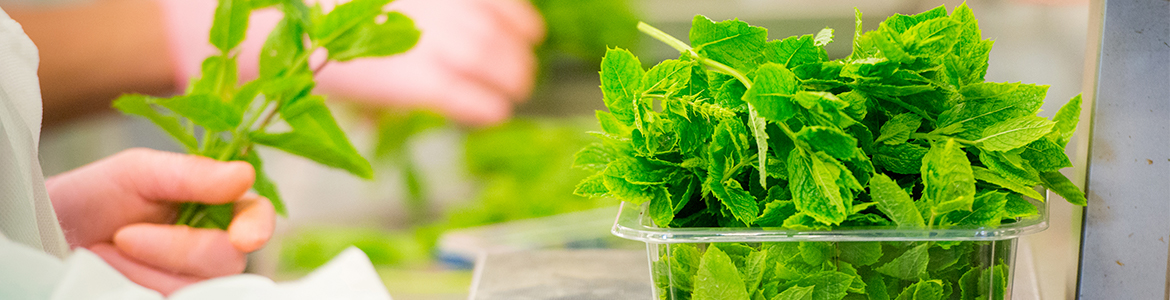 Luc Monde assortiment Luc Monde assortiment