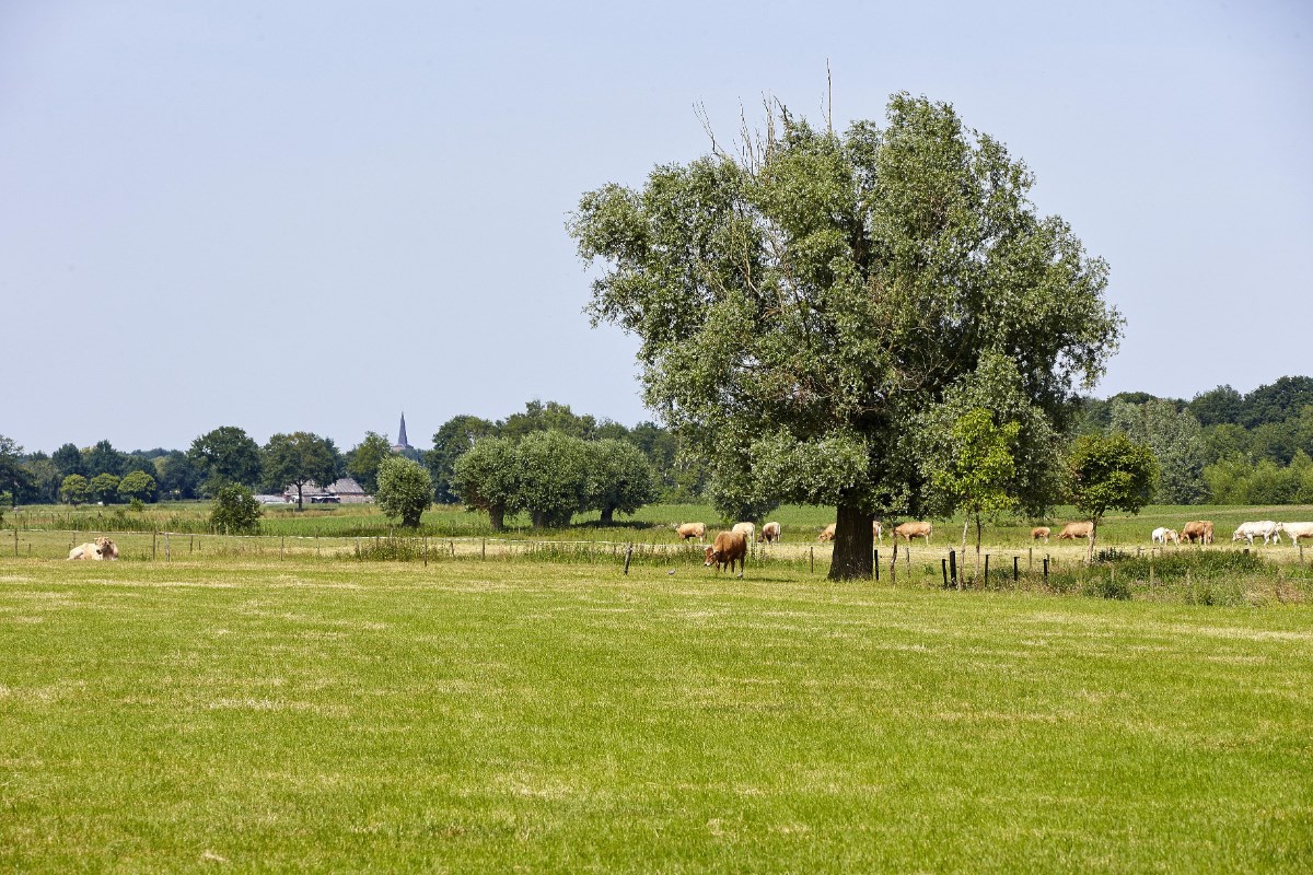 Dommel landschapsblijvend grasland (1) (1) Dommel landschapsblijvend grasland (1) (1)