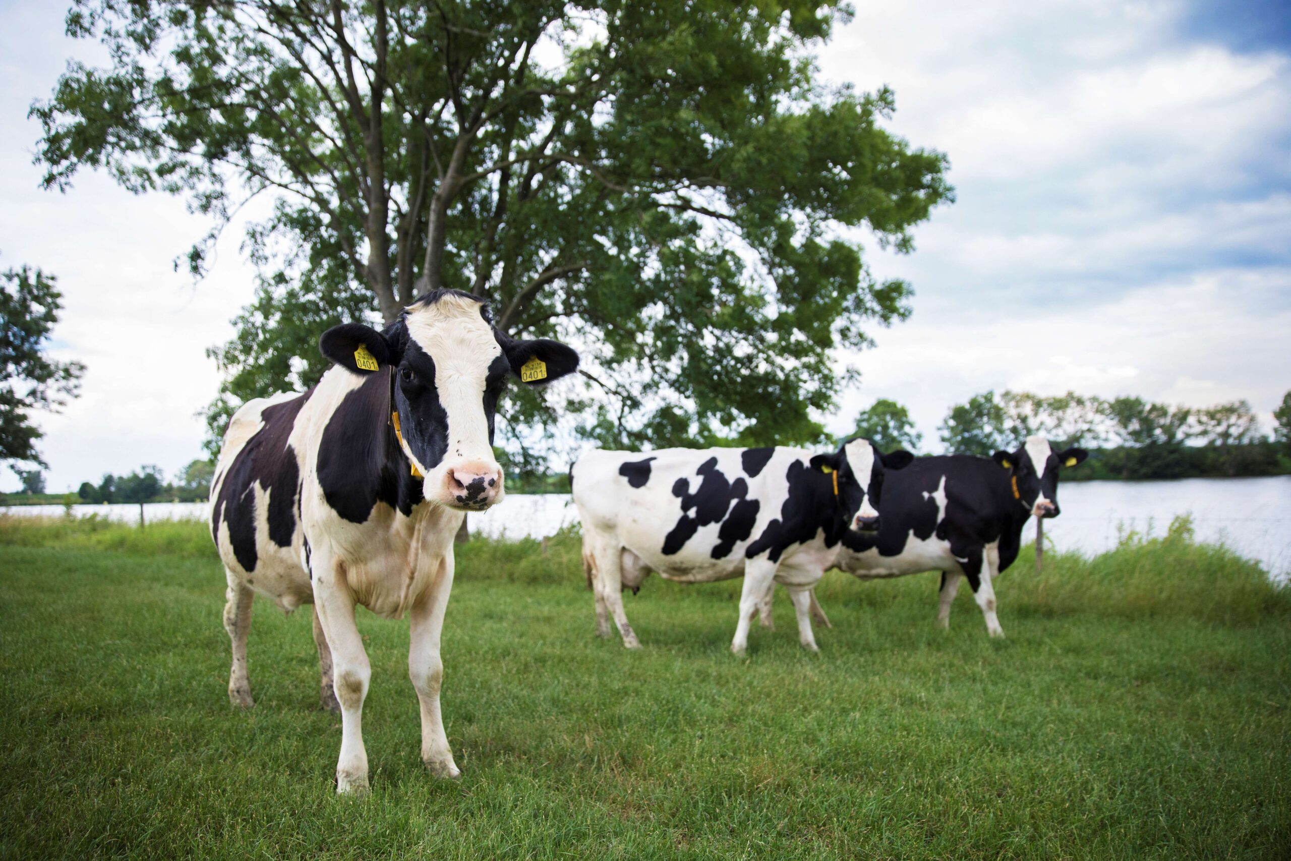 ABAB-melkvee-HR15 (1) ABAB-melkvee-HR15 (1)