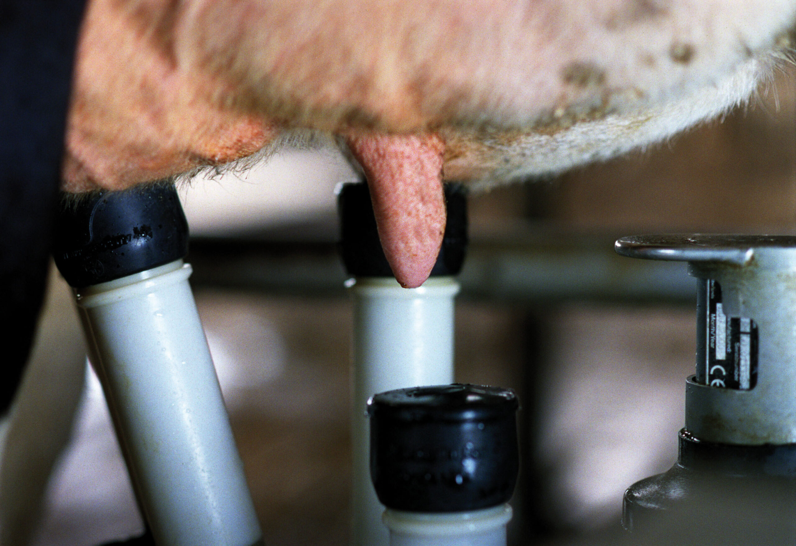 011018/09 melkrobot Melkvee-Melkkoeien-Robot-aanzetten-beker-Origineel