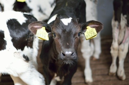 kalverhouderij kalverhouderij