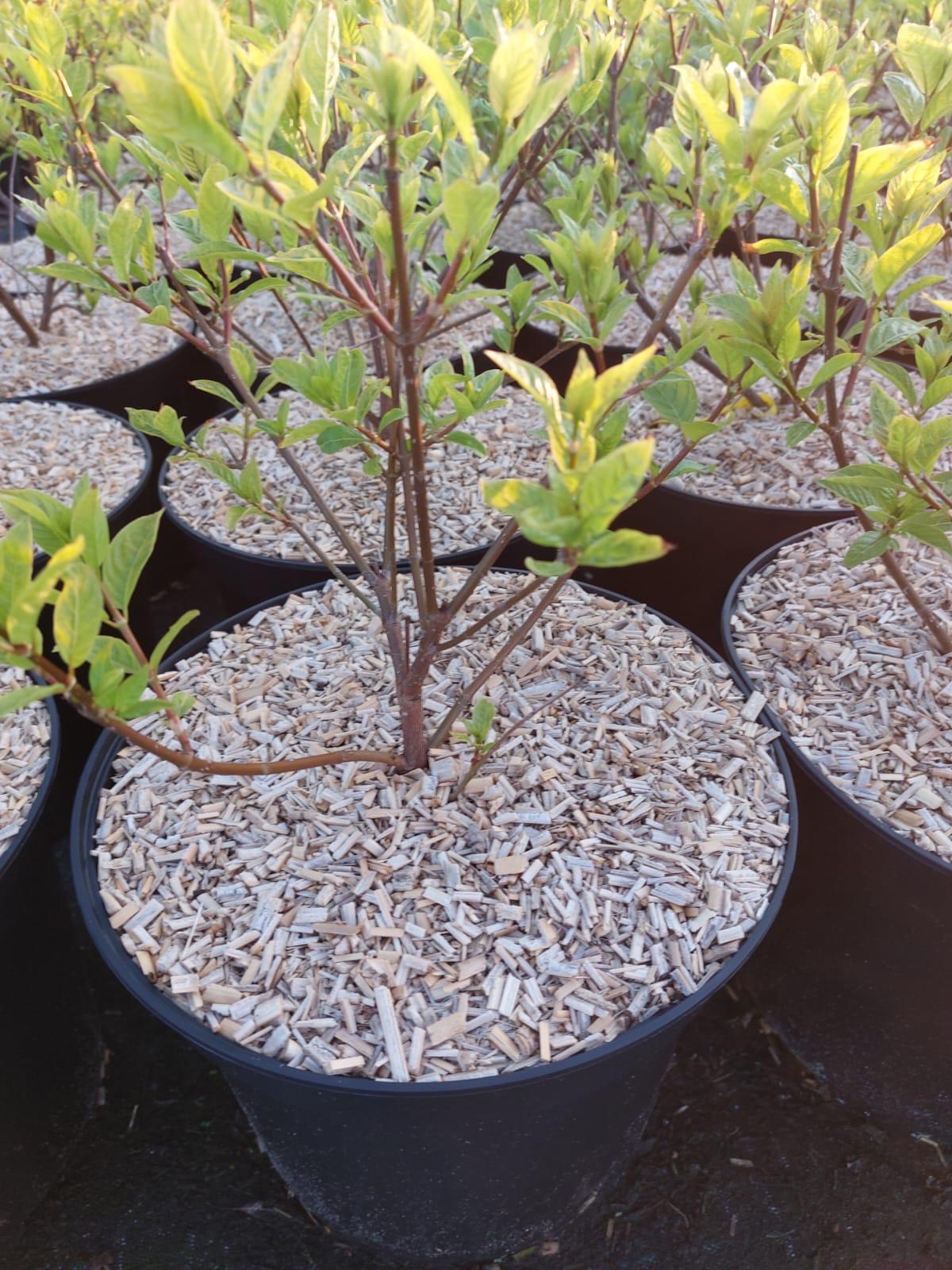 pahw LIB 27-3 pahw LIB 27-3