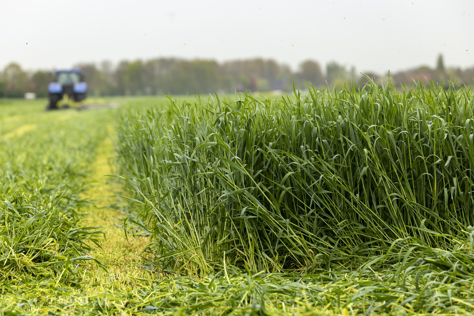 Hybrid-Rye-Rockanje-2025-252-1 Hybrid-Rye-Rockanje-2025-252-1