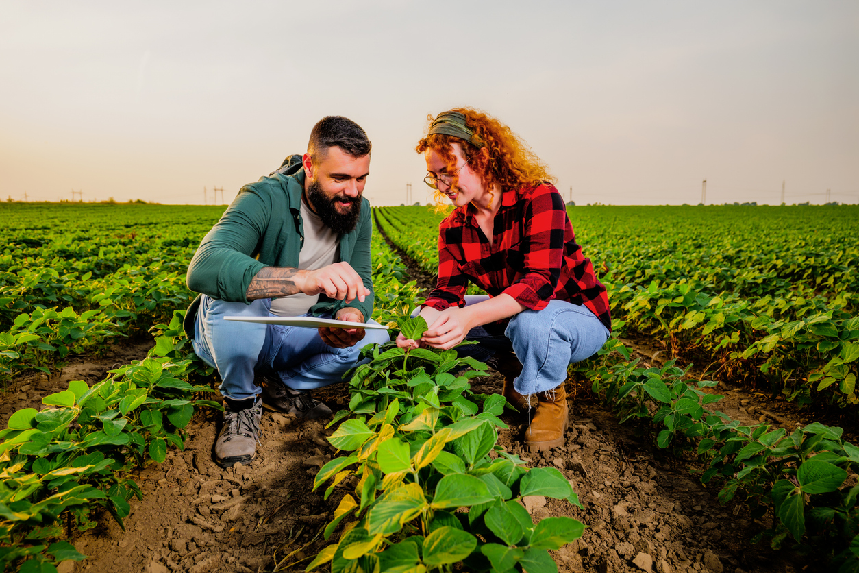 Agriculture Family agricultural occupation. Man and woman are cultivating soybean. They are examining the progress of plants.